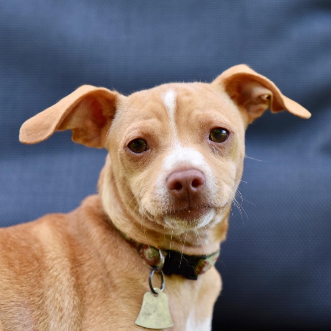 Chihuahua Puppies Curtis & Buster NOT BONDED