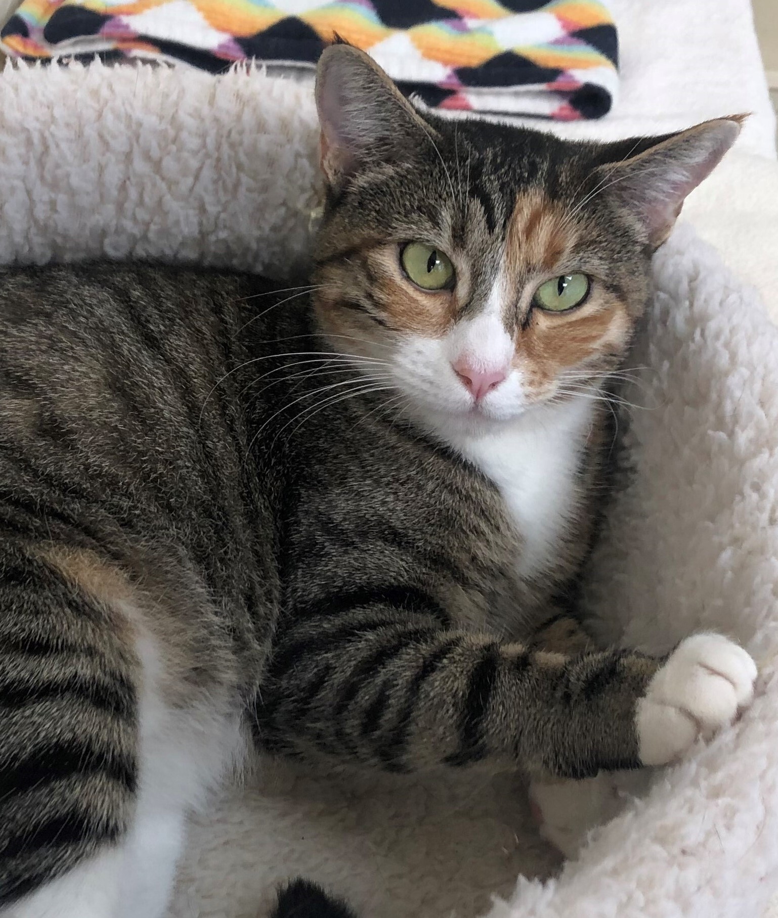 Peaches, an adoptable Domestic Short Hair, Torbie in Lompoc, CA, 93436 | Photo Image 3