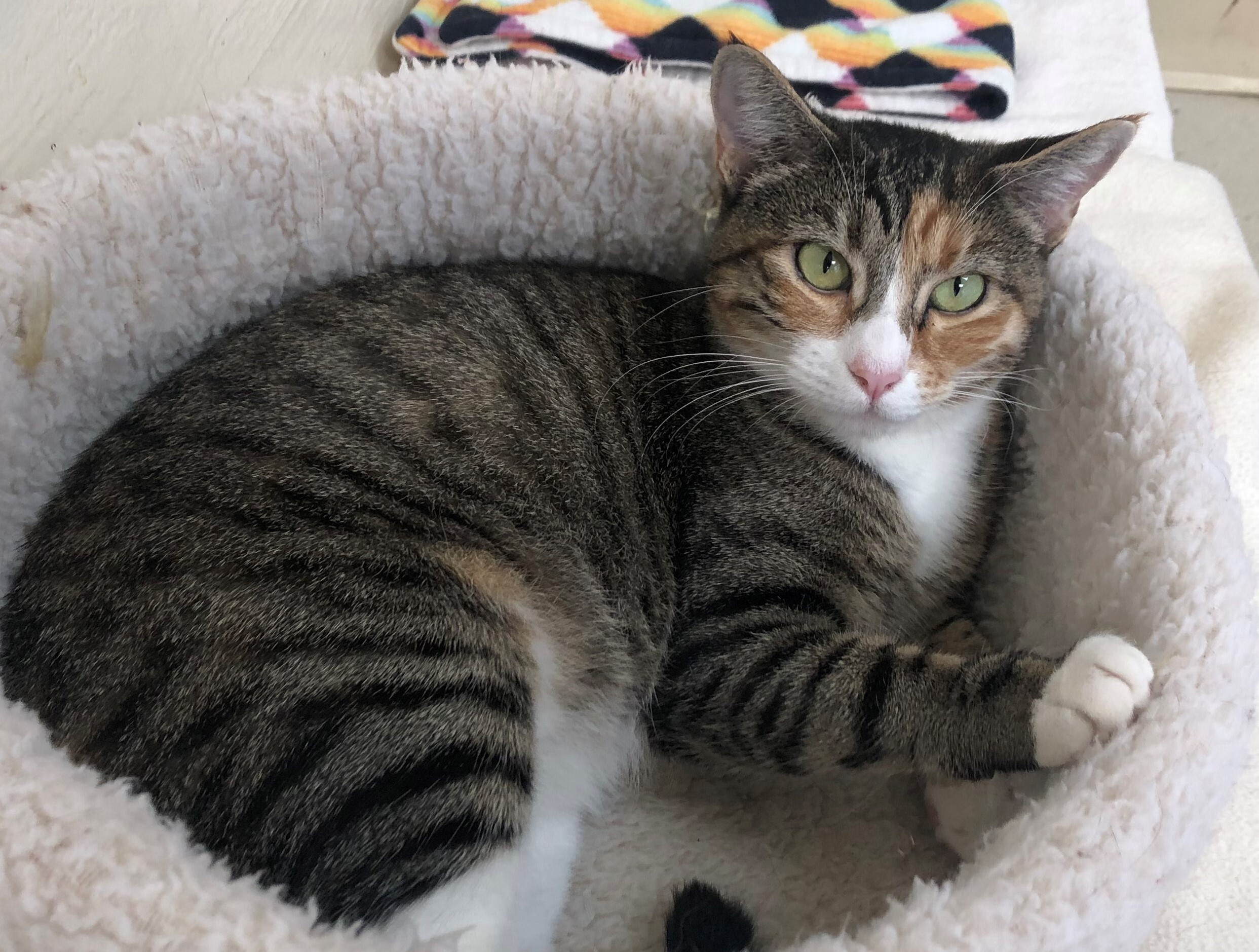 Peaches, an adoptable Domestic Short Hair, Torbie in Lompoc, CA, 93436 | Photo Image 4