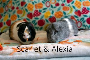 Scarlett & Alexa
