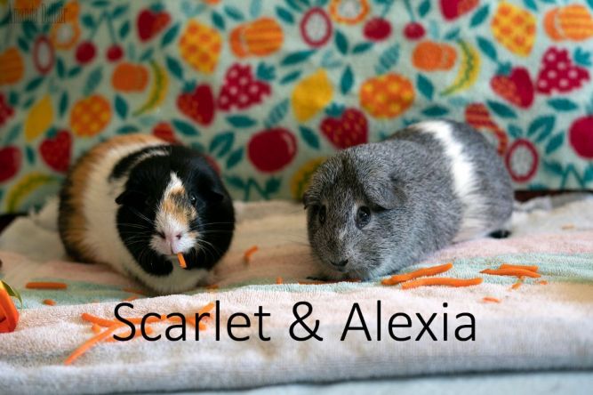 Scarlett & Alexa