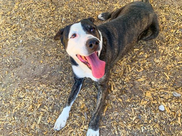 TIPPY, an adoptable Australian Cattle Dog / Blue Heeler, Mixed Breed in Albuquerque, NM, 87112 | Photo Image 1