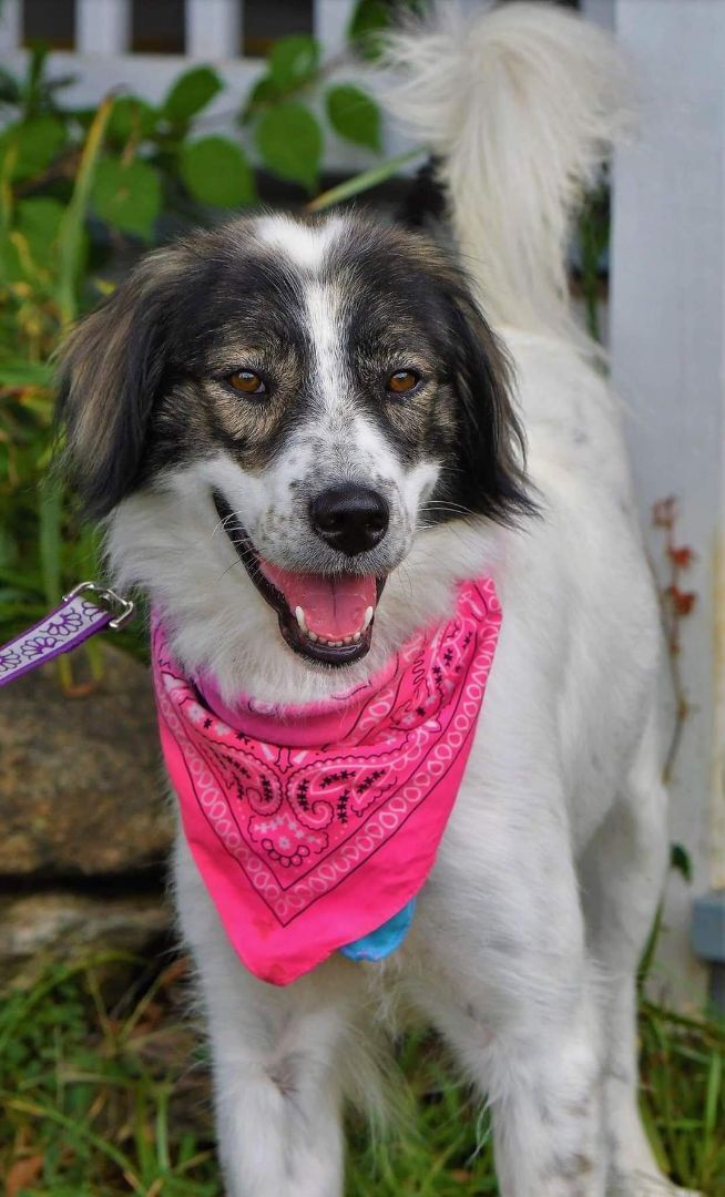 Flower, an adoptable Great Pyrenees Mix in Purcellville , VA_image-1