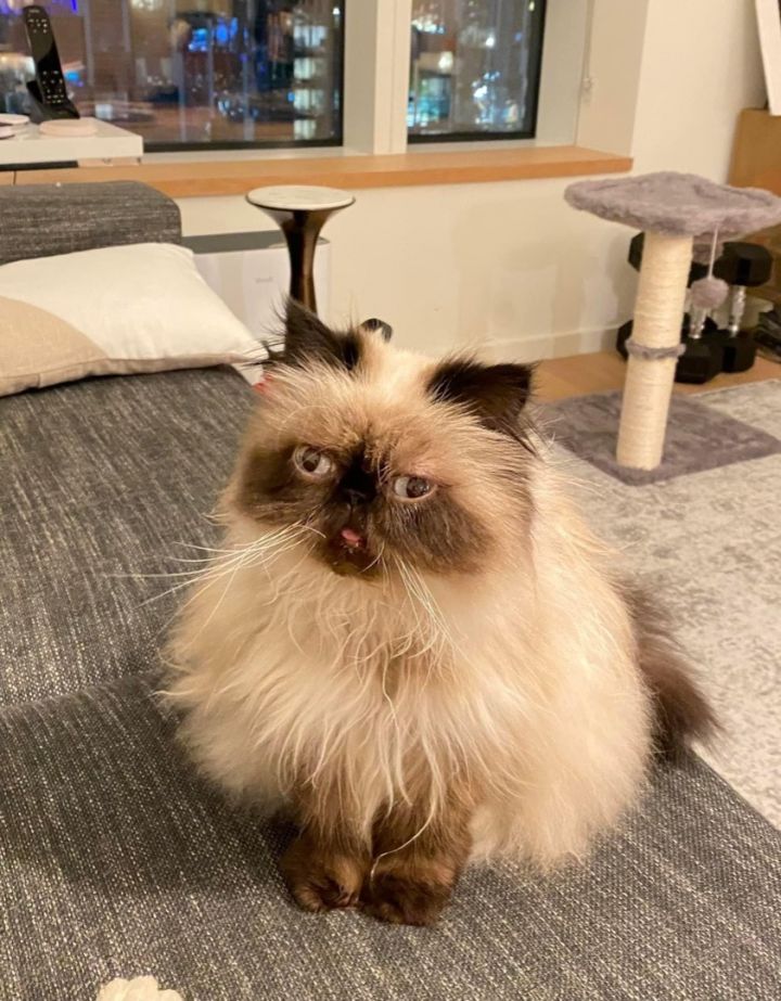 Phoebe (bonded with Petey), an adoptable Himalayan in Beverly Hills, CA_image-1