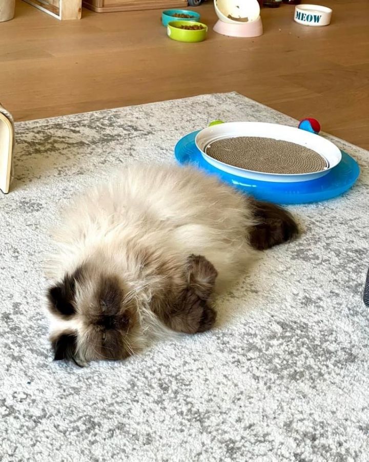 Phoebe (bonded with Petey), an adoptable Himalayan in Beverly Hills, CA_image-2