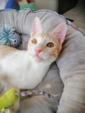 Renn is a really great looking orange and white kitty who was rescued from Kuwait He is affectionat