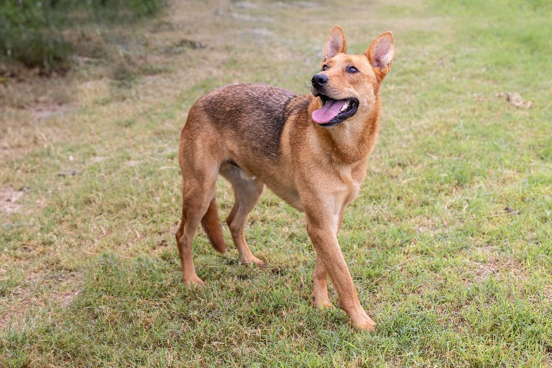 Pharaoh hound best sale german shepherd mix