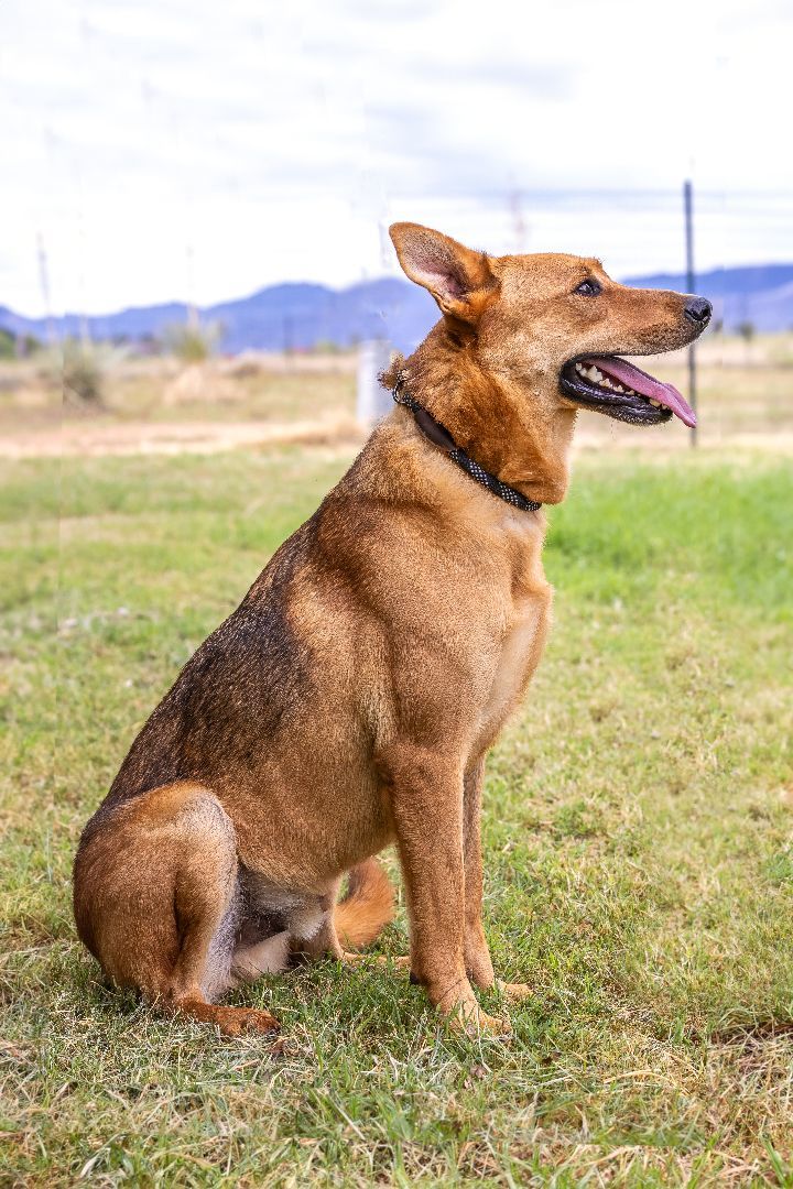 Belgian malinois hound store mix