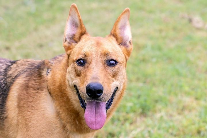 Pharaoh hound hot sale shepherd mix