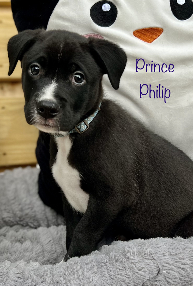 Prince Phillip