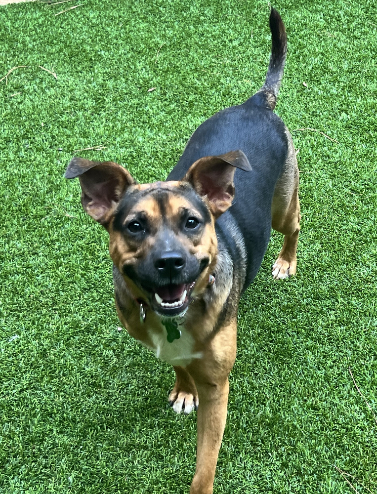 Pixie, an adoptable Mixed Breed in Dunwoody, GA, 30338 | Photo Image 1