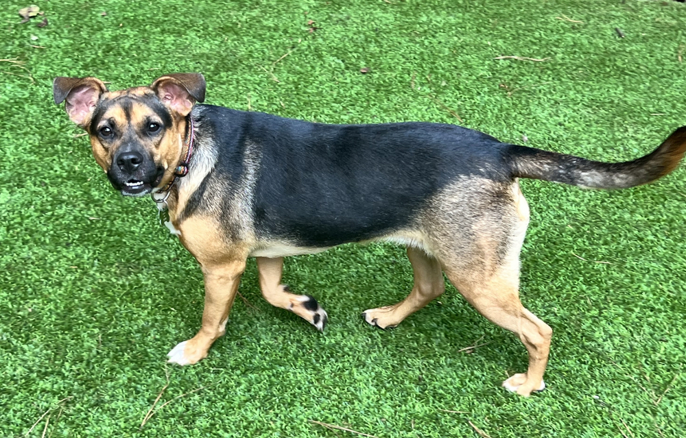 Pixie, an adoptable Mixed Breed in Dunwoody, GA, 30338 | Photo Image 2