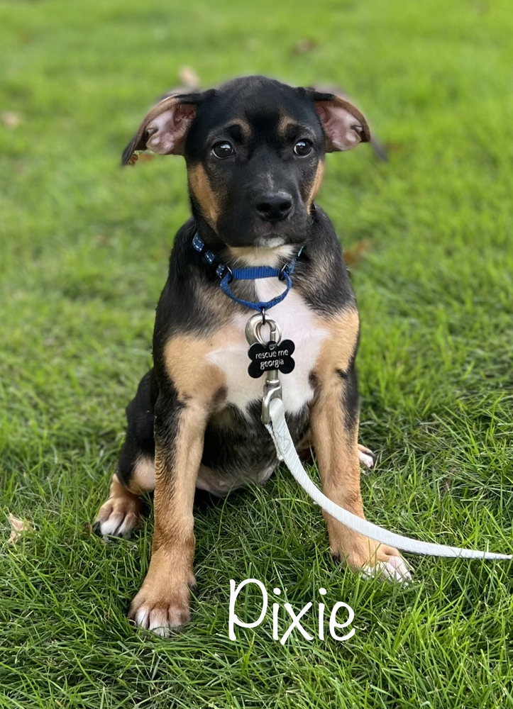 Pixie, an adoptable Mixed Breed in Dunwoody, GA, 30338 | Photo Image 5