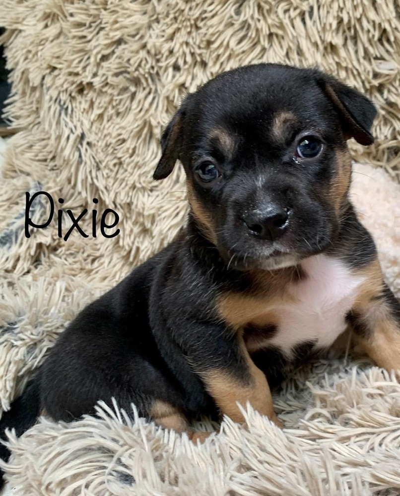 Pixie, an adoptable Mixed Breed in Dunwoody, GA, 30338 | Photo Image 6