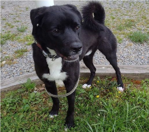 Zion, an adoptable Labrador Retriever in Philippi, WV, 26416 | Photo Image 2