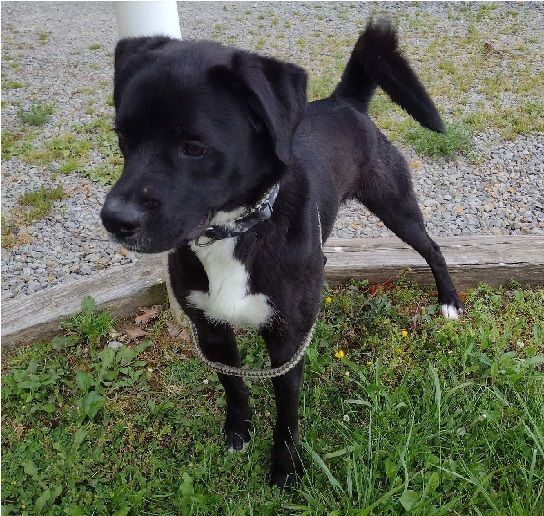 Zion, an adoptable Labrador Retriever in Philippi, WV, 26416 | Photo Image 3