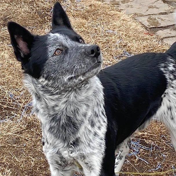 Raider, an adoptable Australian Cattle Dog / Blue Heeler Mix in Oklahoma City, OK_image-1