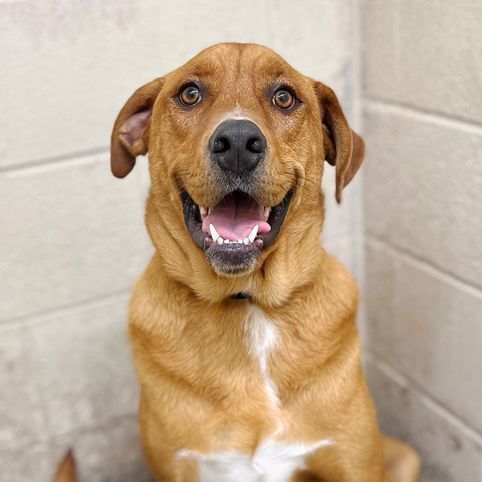 Reggie, an adoptable Labrador Retriever & Hound Mix in Oklahoma City, OK_image-1