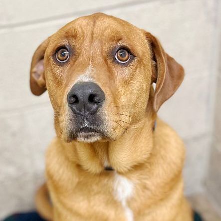Reggie, an adoptable Labrador Retriever & Hound Mix in Oklahoma City, OK_image-3