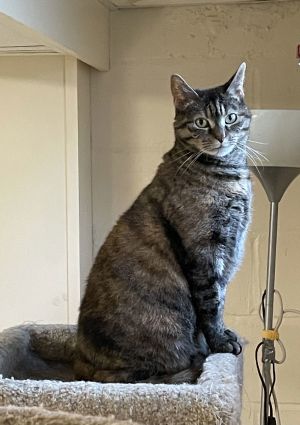 Jenny, Adult Female Domestic Short Hair