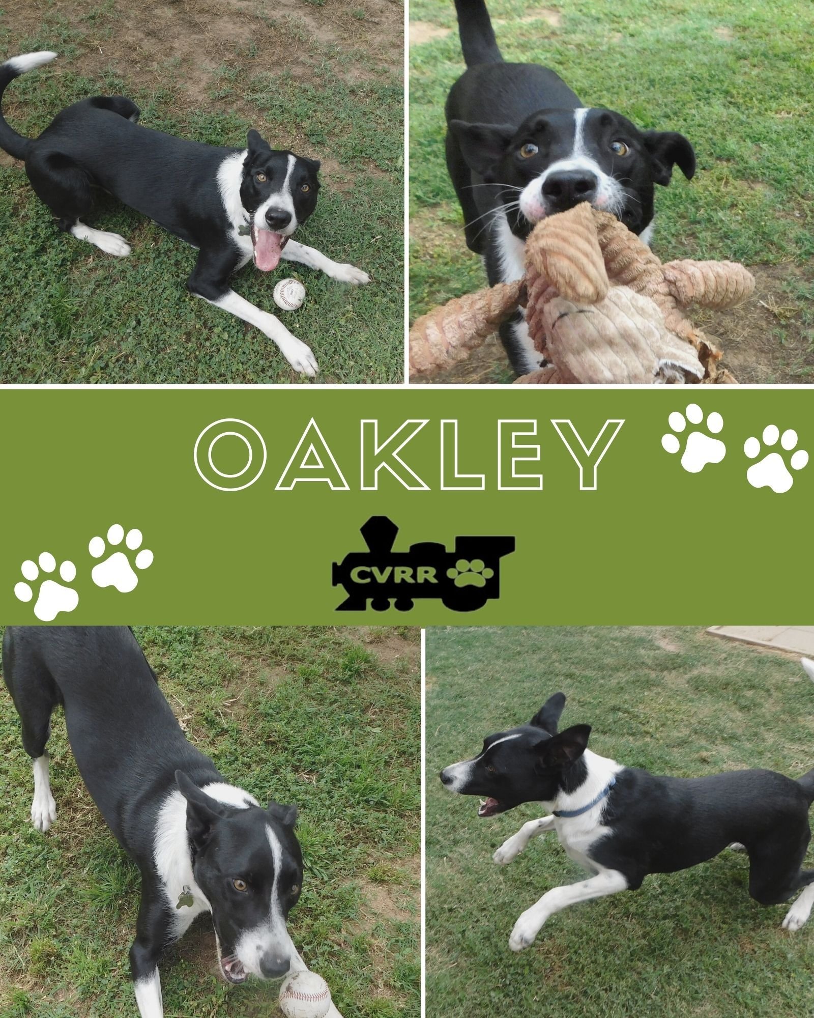 Oakley