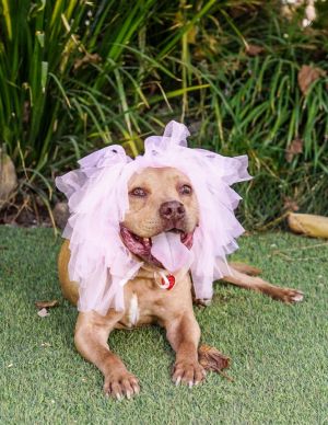 Mars  Pit Bull Terrier Dog