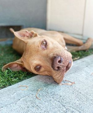 Hi Im Mars Im a low and long rather petite little pitty who is approx 9-10 years old I will