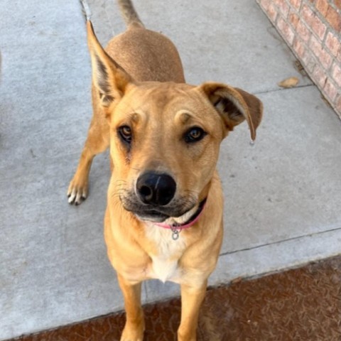 Christina*, an adoptable Shepherd in Espanola, NM, 87532 | Photo Image 1