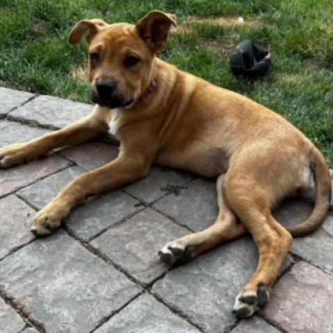 Christina*, an adoptable Shepherd in Espanola, NM, 87532 | Photo Image 2