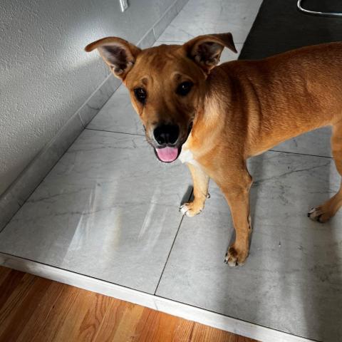 Christina*, an adoptable Shepherd in Espanola, NM, 87532 | Photo Image 3
