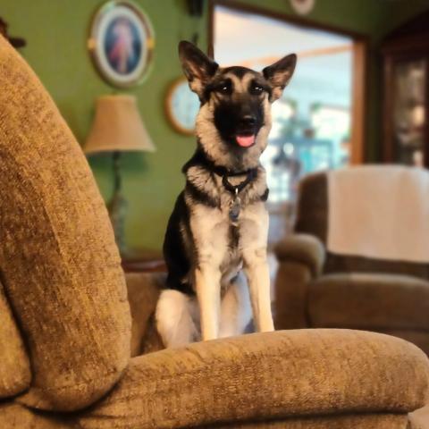 Charlotte Lucy, an adoptable German Shepherd Dog in Shawnee, KS, 66214 | Photo Image 1