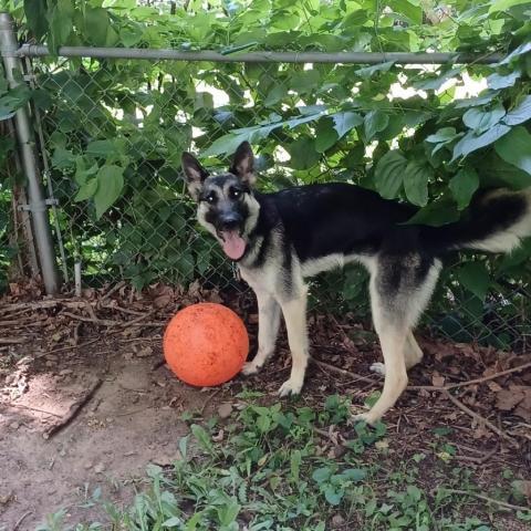 Charlotte Lucy, an adoptable German Shepherd Dog in Shawnee, KS, 66214 | Photo Image 6