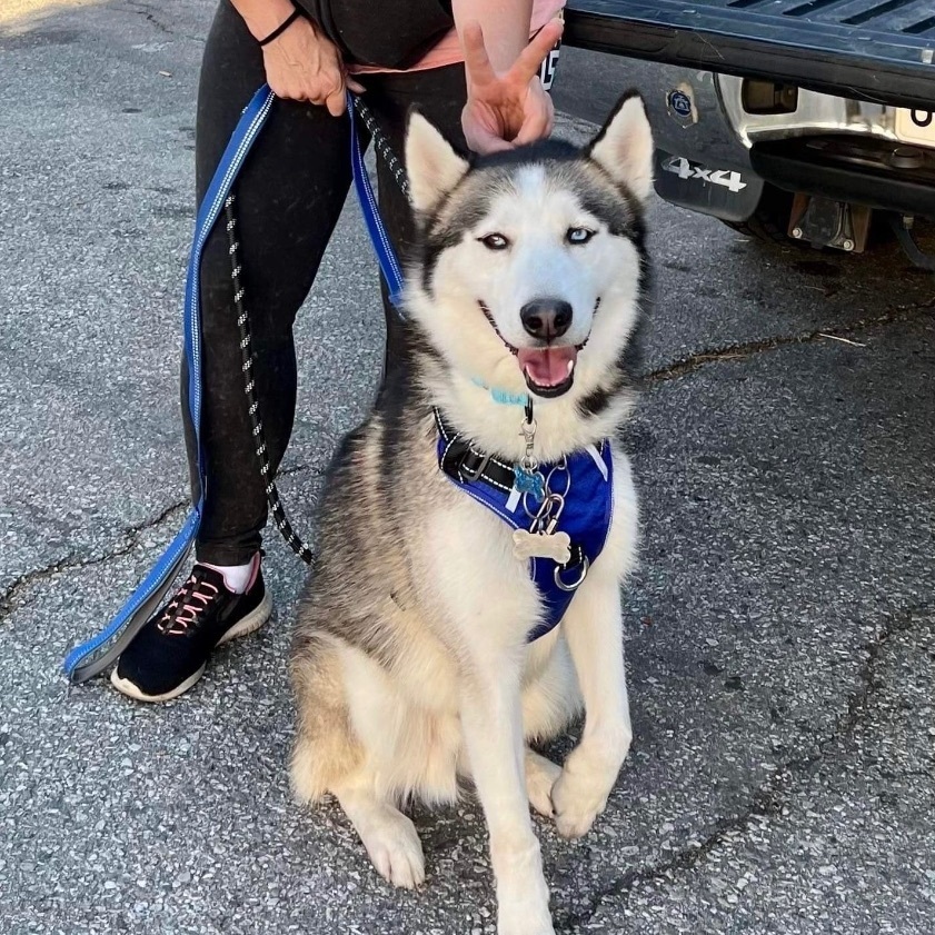 HELP! KENJI NEEDS FOSTER/ADOPTER!!, an adoptable Siberian Husky, Husky in San Luis Obispo, CA, 93401 | Photo Image 2