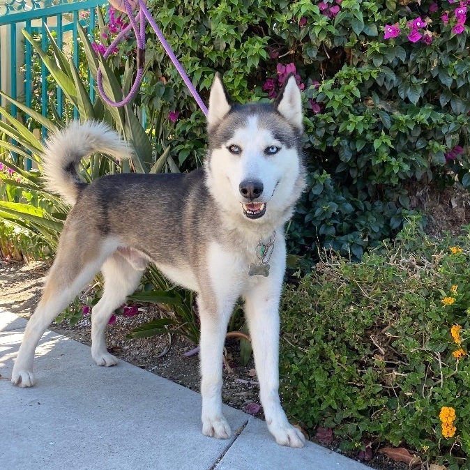 HELP! KENJI NEEDS FOSTER/ADOPTER!!, an adoptable Siberian Husky, Husky in San Luis Obispo, CA, 93401 | Photo Image 4