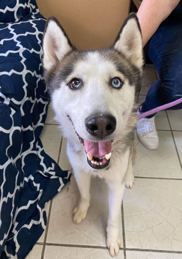 HELP! KENJI NEEDS FOSTER/ADOPTER!!, an adoptable Siberian Husky, Husky in San Luis Obispo, CA, 93401 | Photo Image 5