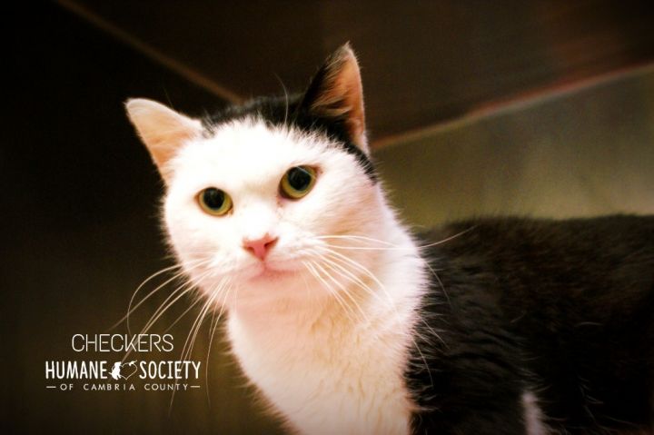 Checkers, an adoptable Domestic Short Hair in Johnstown, PA_image-1