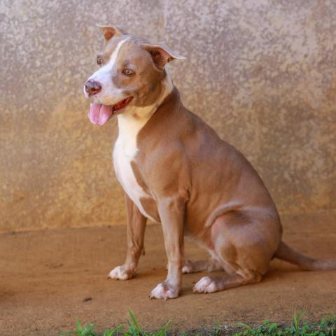 Hiwalani, an adoptable American Staffordshire Terrier in Lihue, HI, 96766 | Photo Image 2