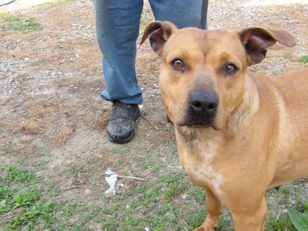 Honey, an adoptable Pit Bull Terrier in Zaleski, OH, 45698 | Photo Image 1