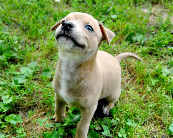 Jade, an adoptable Labrador Retriever in Springfield, MO_image-6