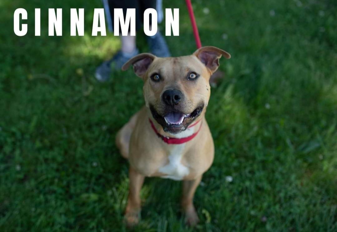 Cinnamon, an adoptable Labrador Retriever, Staffordshire Bull Terrier in Clinton, MO, 64735 | Photo Image 1