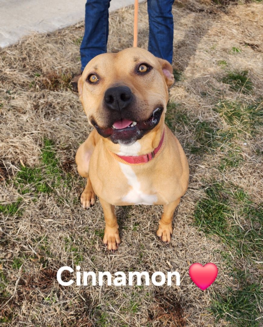 Cinnamon, an adoptable Labrador Retriever, Staffordshire Bull Terrier in Clinton, MO, 64735 | Photo Image 3