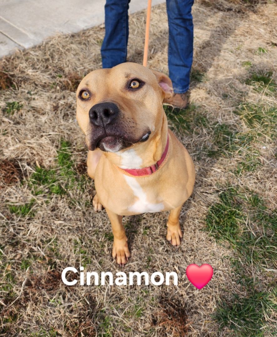 Cinnamon, an adoptable Labrador Retriever, Staffordshire Bull Terrier in Clinton, MO, 64735 | Photo Image 1