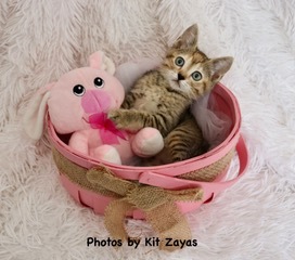Gypsy, an adopted Tabby in Saint Augustine, FL_image-6