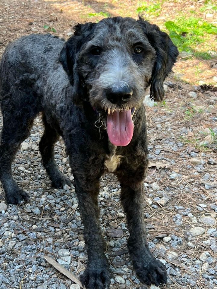 Sammy in NH , an adoptable Standard Poodle & Standard Schnauzer Mix in Manchester, NH_image-2