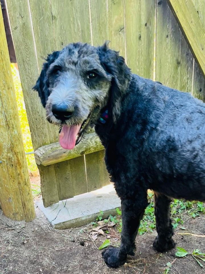 Sammy in NH , an adoptable Standard Poodle & Standard Schnauzer Mix in Manchester, NH_image-1