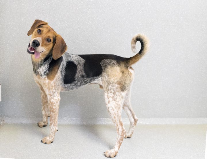 Sheldon, an adoptable Bluetick Coonhound Mix in Cincinnati, OH_image-3
