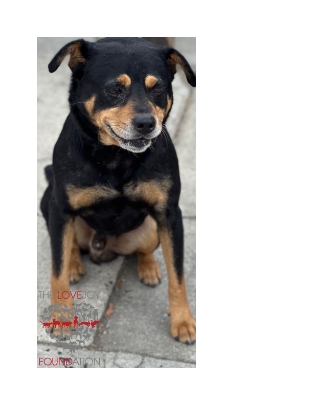 Dog for adoption - Orion, a Beagle Mix in Inglewood, CA | Petfinder