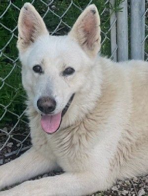 Keno, an adoptable German Shepherd Dog in Savannah, MO, 64485 | Photo Image 1