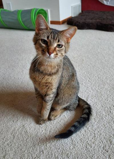 ~Zoey~ Courtesy Posting, an adoptable Domestic Short Hair & Tabby Mix in Moorhead, MN_image-1