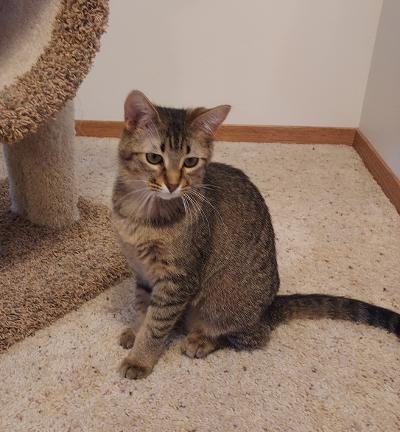 ~Zoey~ Courtesy Posting, an adoptable Domestic Short Hair & Tabby Mix in Moorhead, MN_image-3
